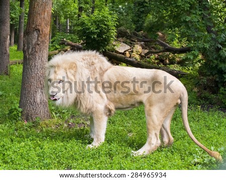 White South African lion (Panthera leo krugeri) male in a forest enclosure