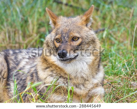 European golden jackal (Canis aureus) in a forest
