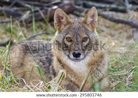 Euroepan golden jackal (Canis aureus) adult in a forest