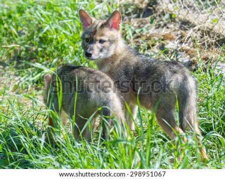 Golden jackal (Canis aureus) puppies in the grass