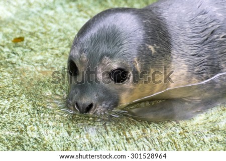 Harbour seal (Phoca vitulina) baby one hour after birth