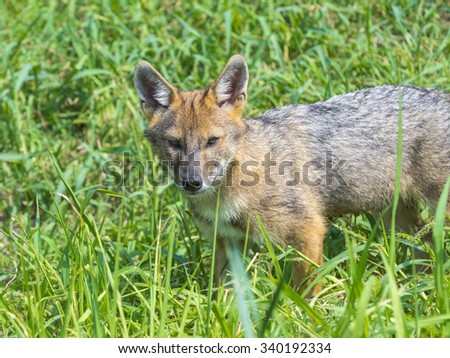 European golden jackal (Canis aureus) puppy in the field