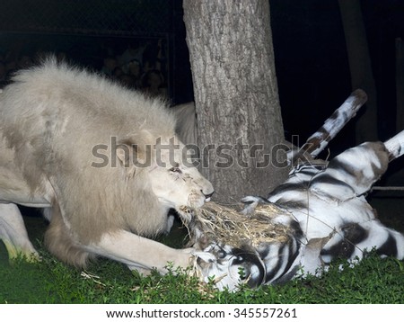 White South African lions (Panthera leo krugeri) attack and maul a fake zebra at night