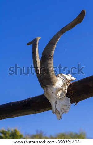 Goat skull on the gate in a farmyard, Hungary