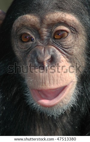 Young chimpanzee (Pan troglodytes)