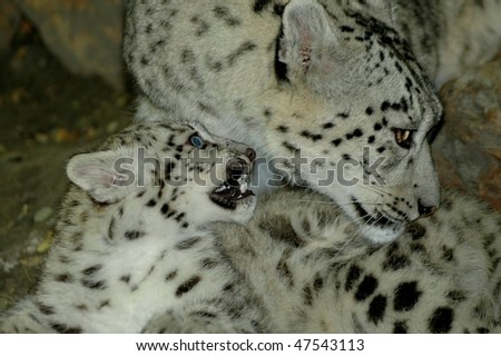 Snow leopard (Uncia uncia) cub and his mother