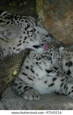 Snow leopard (Uncia uncia) mother nurses her cub