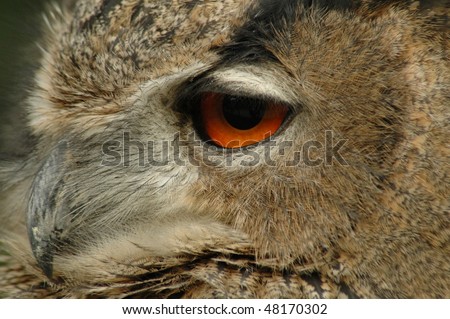 Eye of an European eagle owl (Bubo bubo)