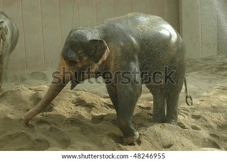 Asian elephant (Elephas maximus) bath