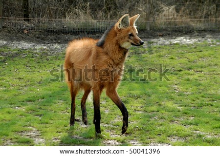 http://image.shutterstock.com/display_pic_with_logo/553783/553783,1270145353,2/stock-photo-maned-wolf-chrysocyon-brachyurus-50041396.jpg