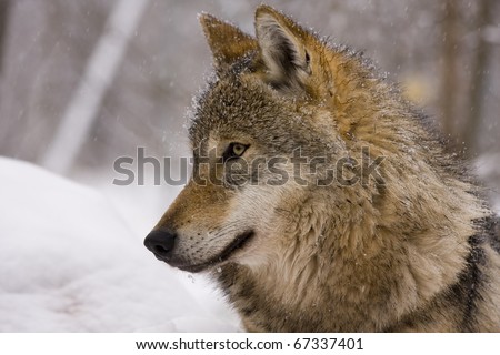 Portrait of a young female European grey wolf (Canis lupus lupus)