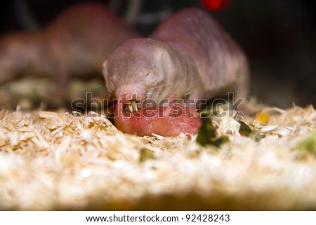 Fat Mole Rats
