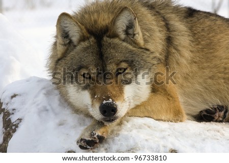 Resting European gray wolf (Canis lupus lupus)