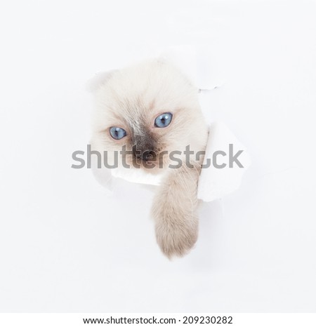 Cute Ragdoll kitten looking up in paper