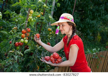 Young gardener woman harvesting tomatoes