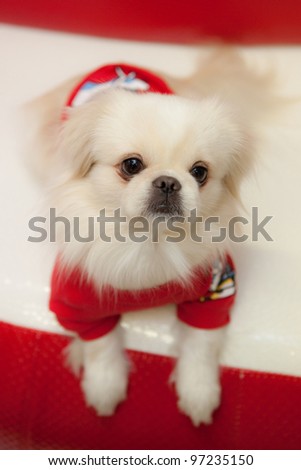 White pekinese dog in clothes