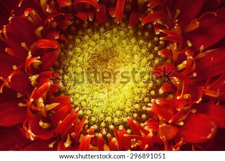 Macro view of center of red Gerber flower, beautiful abstract details. Closeup of pestle.
