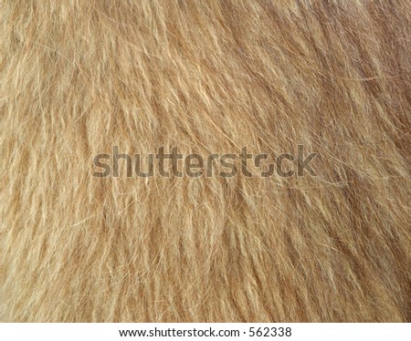 Llama Fur