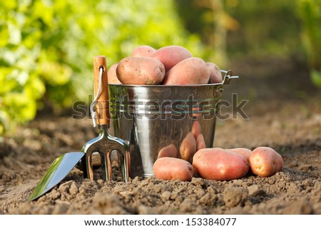 Tin bucket full of red potatoes near garden tools