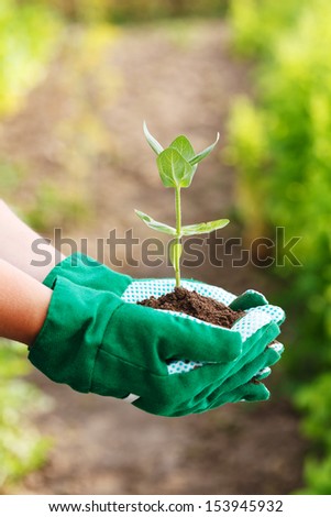Gardener\'s hand in gloves, holding plant in earth