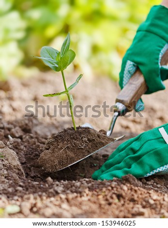 Plant being planted in earth on small spade