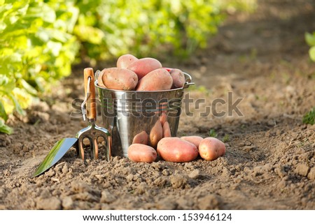 Tin bucket full of red potatoes near garden tools