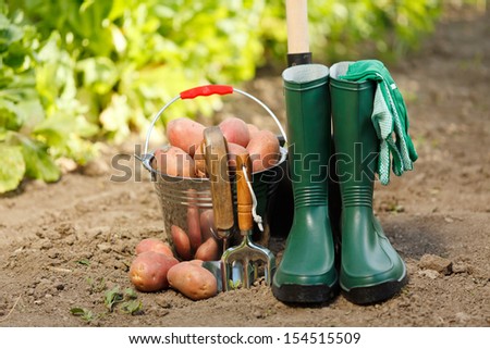 Harvesting red potatoes and the equipment: gum boots, gloves and small tools