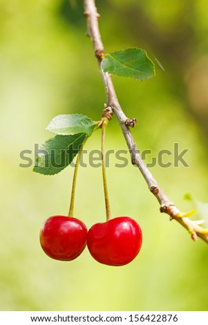 Sour cherry on a branch of cherry tree in the garden