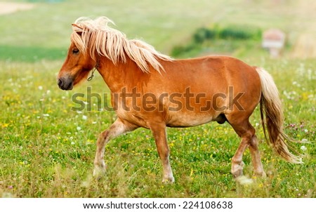 Small pony horse walking on the field (Equus ferus caballus)