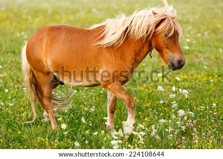 Small pony horse walking on the field (Equus ferus caballus)