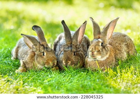Three young brown rabbits resting in green grass