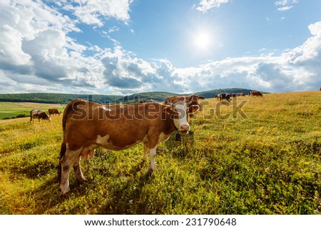 Herd of cows grazing on sunny summer field, one animal looking curiously