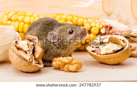 Tiny house mouse (Mus musculus) along walnut and corn seeds