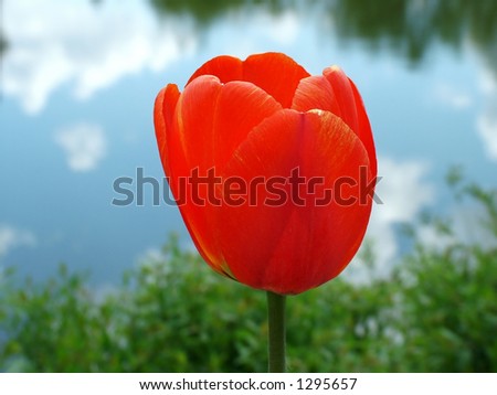 Tulip at the Lakeside
