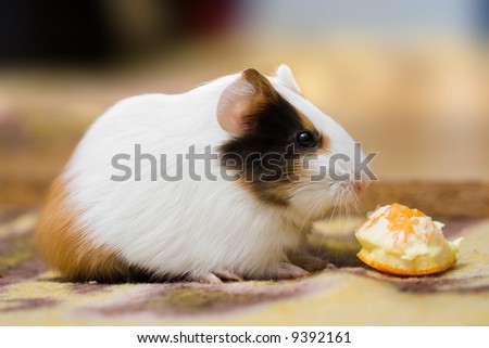 Cute guinea pig sitting and eating orange