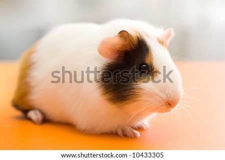 guinea pig wallpaper. littlecute guinea pigs,