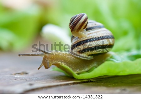 Snail Helix