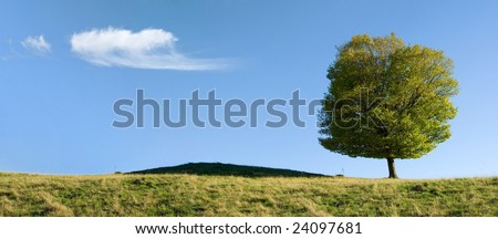 Summer day: panoramic view of tree on field and a single cloud on the blue sky