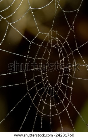Water drops like beads on spider net