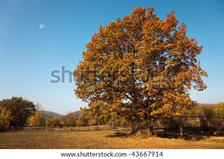 Yellow tree on the hill in autumn. Wooden fence surrounding the area, the almost full moon is visible on the clear sky