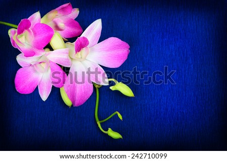 Pink orchid flowers on dark blue background