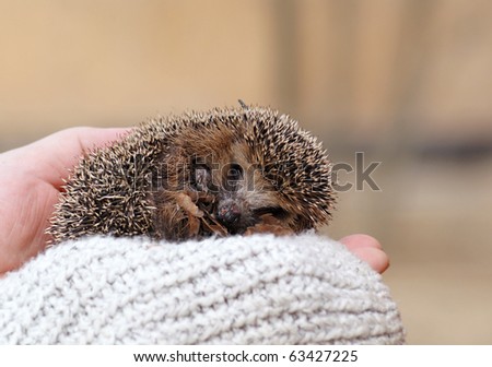 Little needle hedgehog on men?s hand, looking at you