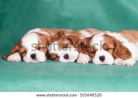 Three sleeping puppies of a  King Charles Spaniel