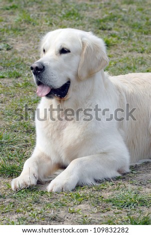 Smiling a golden retriever lying in a field