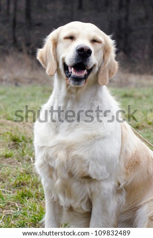 Smiling golden retriever dog