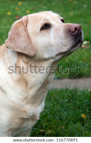 Portrait of a yellow labrador retriever five years old
