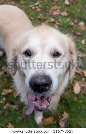 Funny portrait of golden retriever looking straight into the camera
