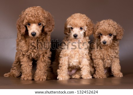 Three puppies of apricot poodle