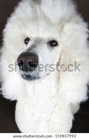 Portrait of a big poodle on a brown background. Focus on nose
