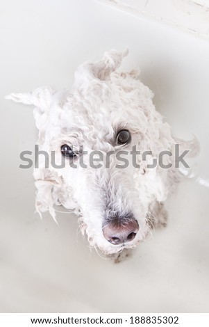 White big poodle takes bathes